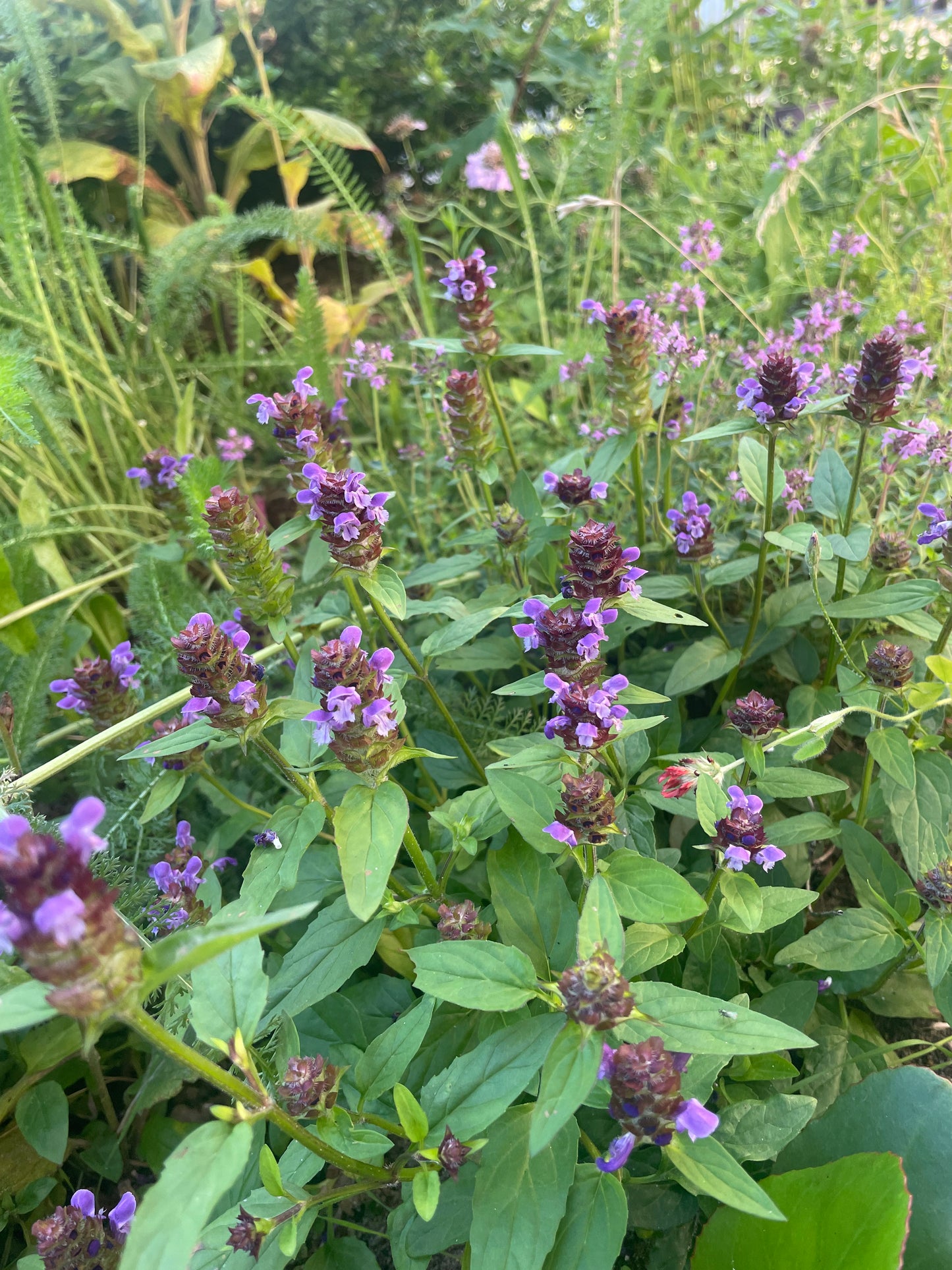 Almindelig brunelle, Prunella vulgaris