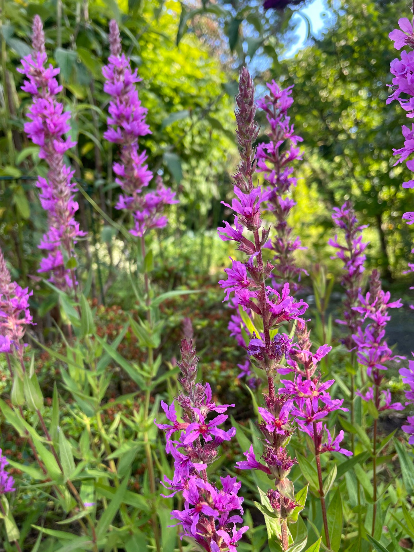 Kattehale, Lythrum salicaria