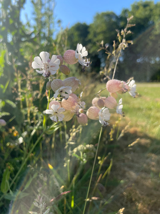 Blæresmælde, Silene vulgaris