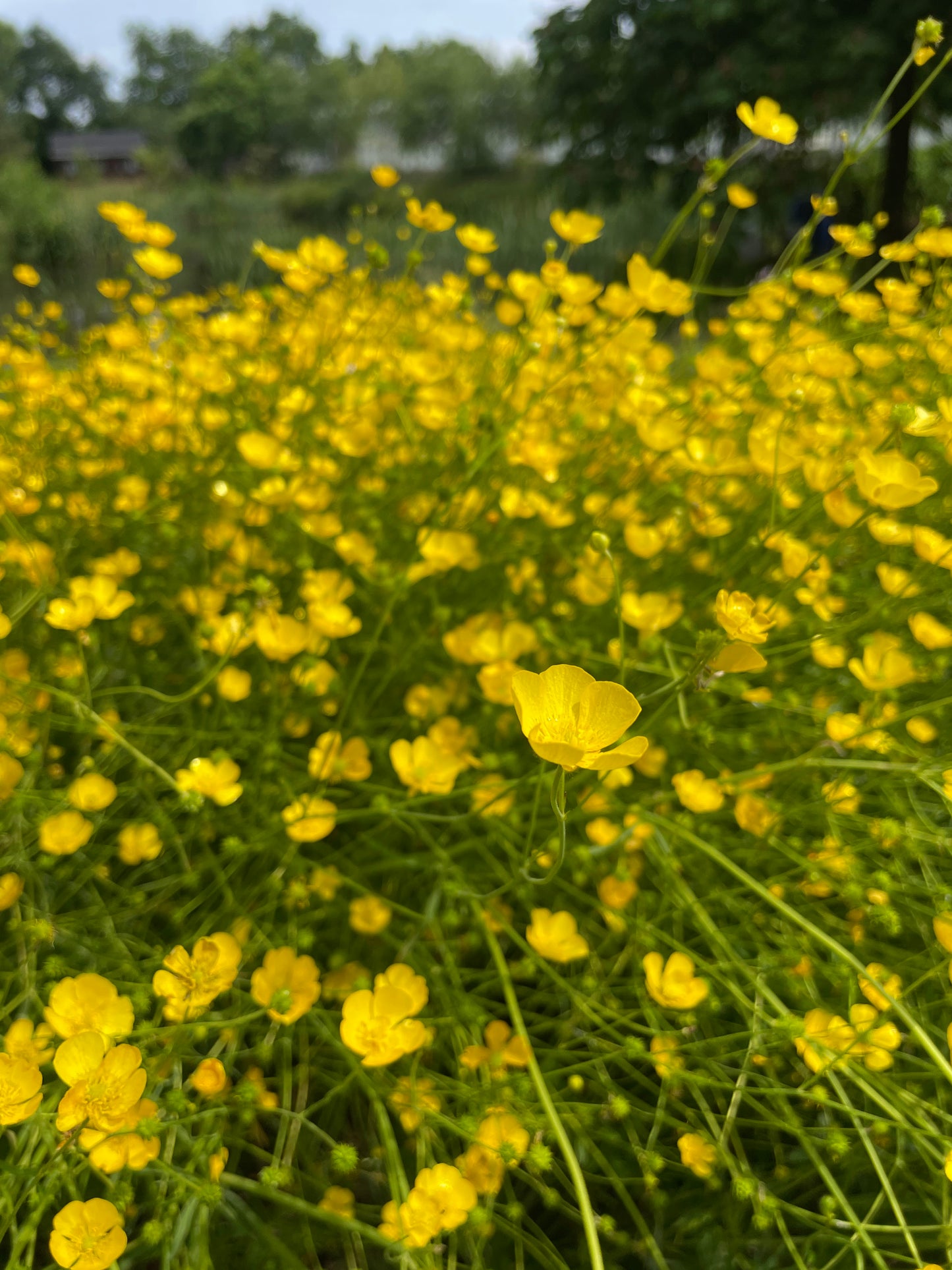 Bidende ranunkel, Ranunculus acris