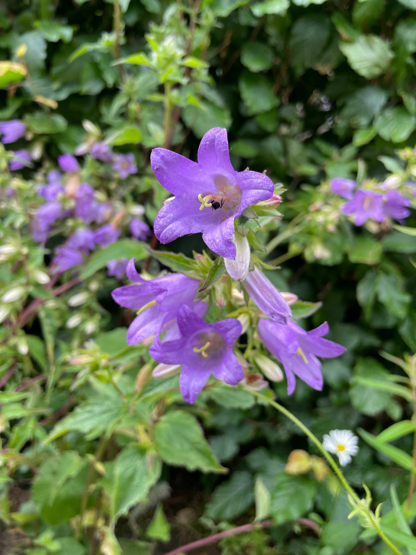 Nældeklokke, Campanula trachelium