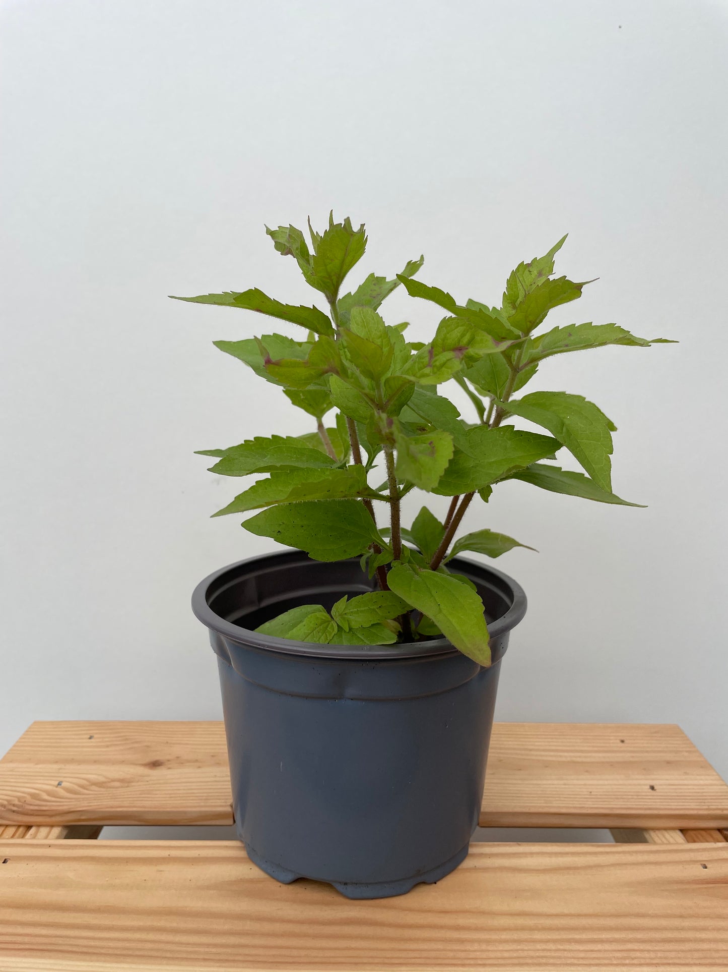 Hjortetrøst, Eupatorium cannabinum