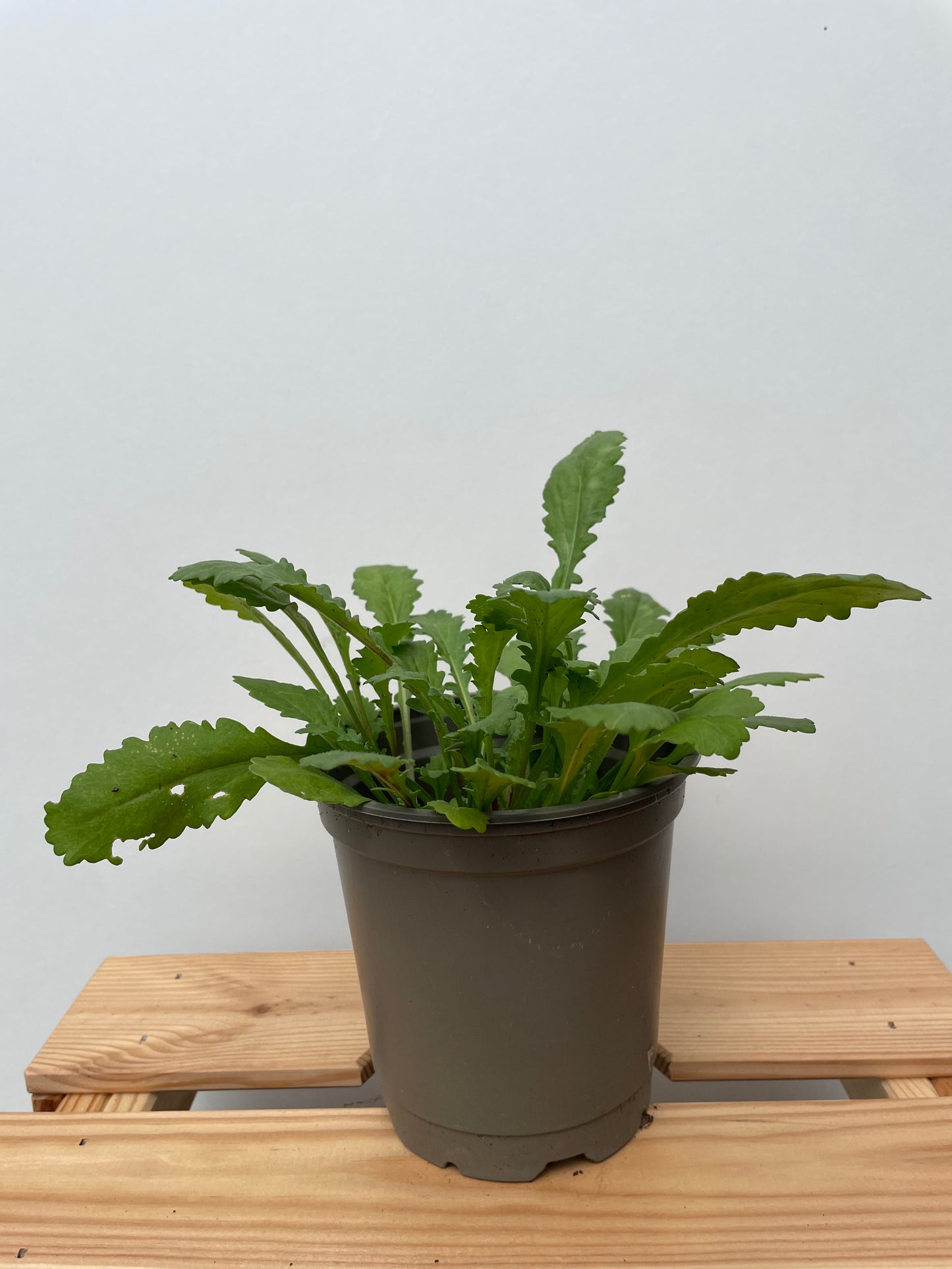 Hvid okseøje, Leucanthemum vulgare