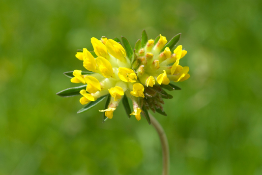 Rundbælg, Anthyllis vulneraria