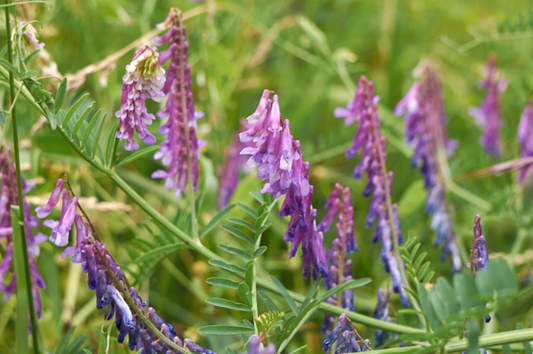 Musevikke, Vicia cracca