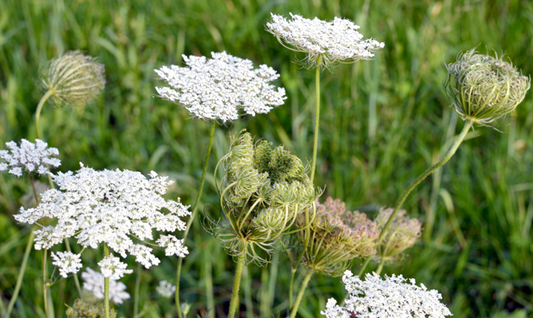 Vild gulerod, Daucus carota