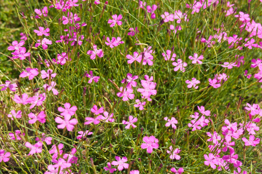 Bakkenellike, Dianthus deltoides