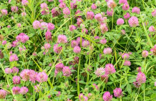 Rødkløver, Trifolium pratense