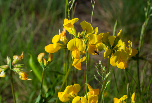 Almindelig kællingetand, Lotus corniculatus