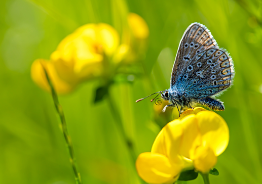 Almindelig kællingetand, Lotus corniculatus