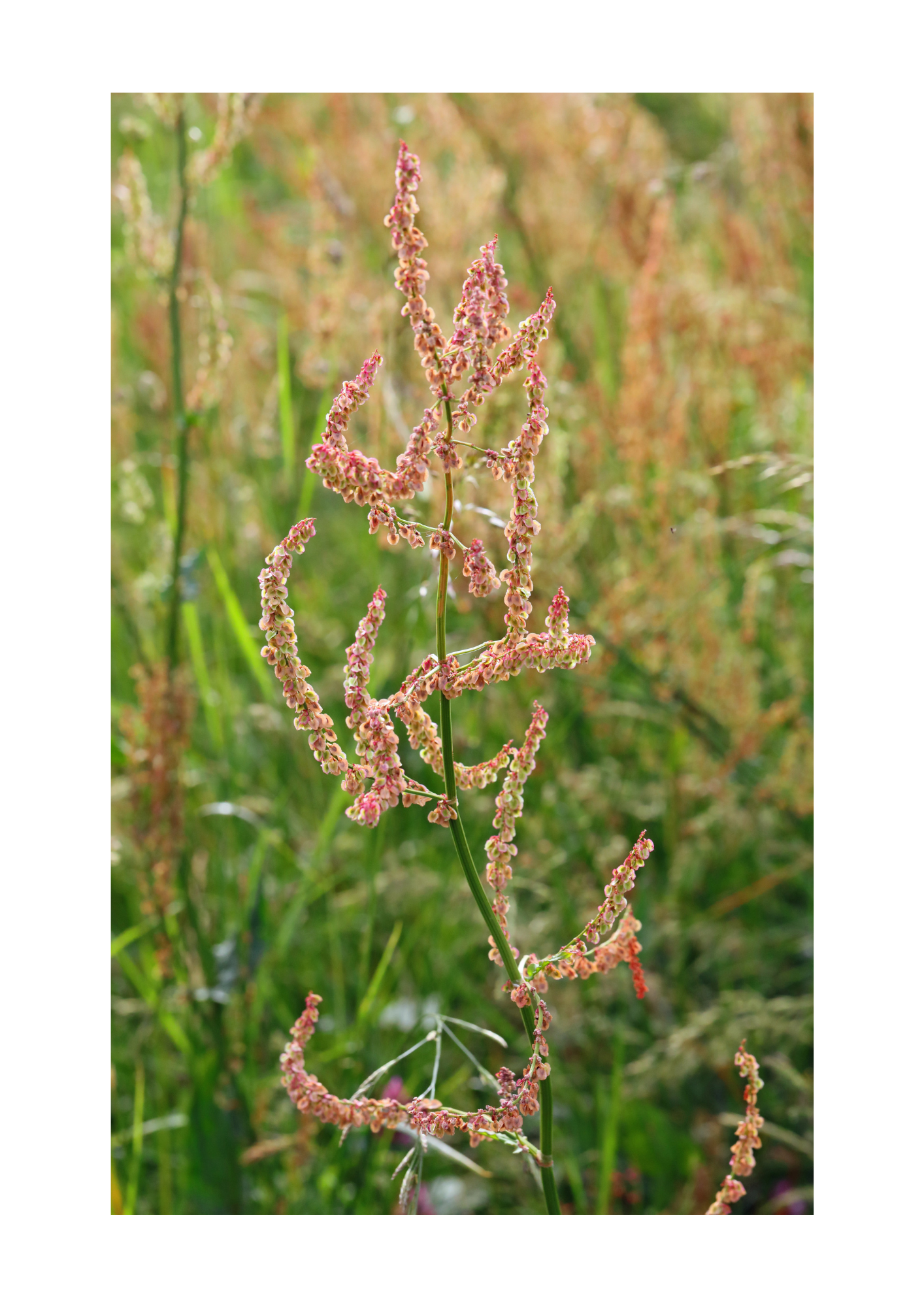 Almindelig syre, Rumex acetosa