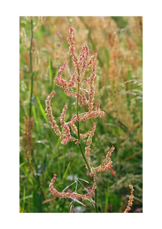 Almindelig syre, Rumex acetosa