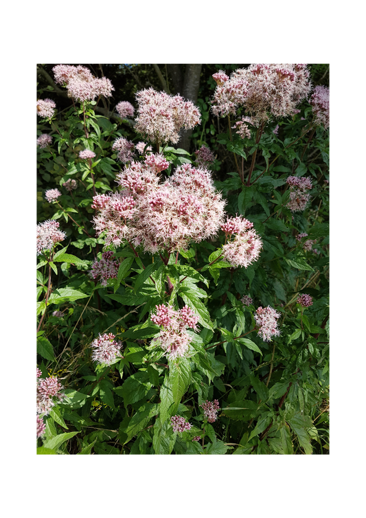 Hjortetrøst, Eupatorium cannabinum