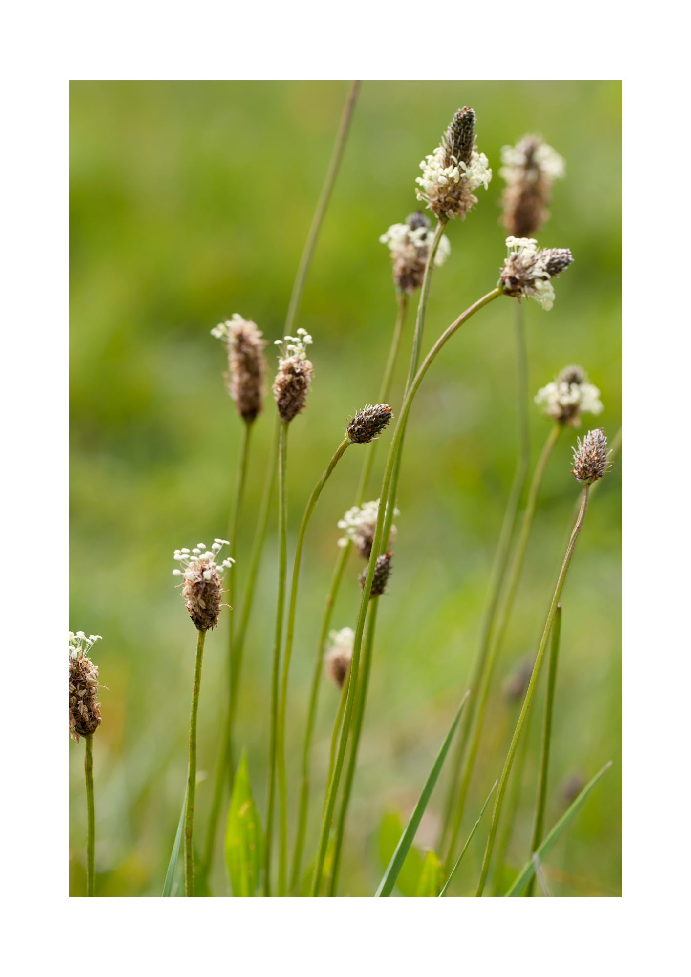 Lancet vejbred, Plantago lanceolata