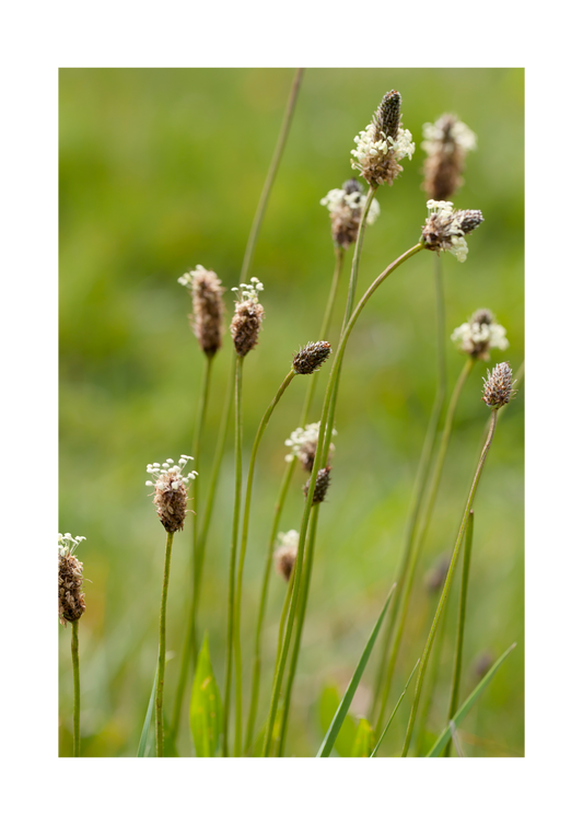 Lancet vejbred, Plantago lanceolata