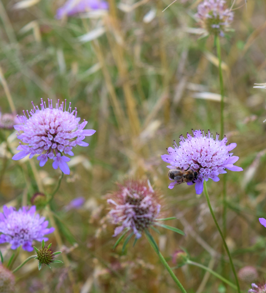 Blåhat, Knautia arvensis