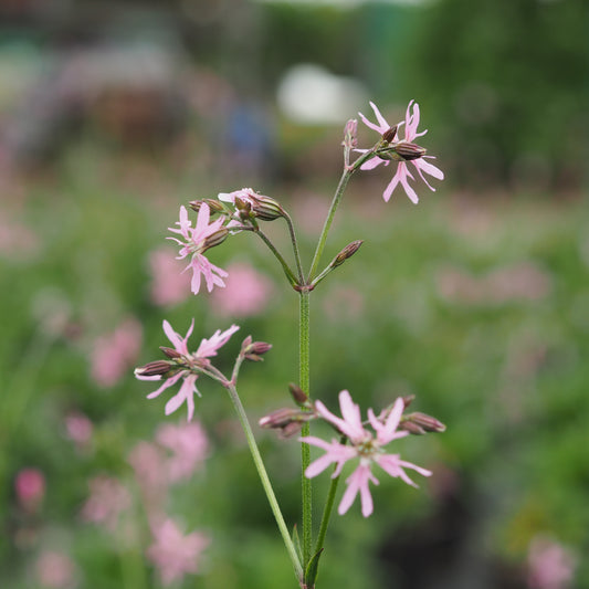 Trævlekrone, Lychnis flos-cuculi