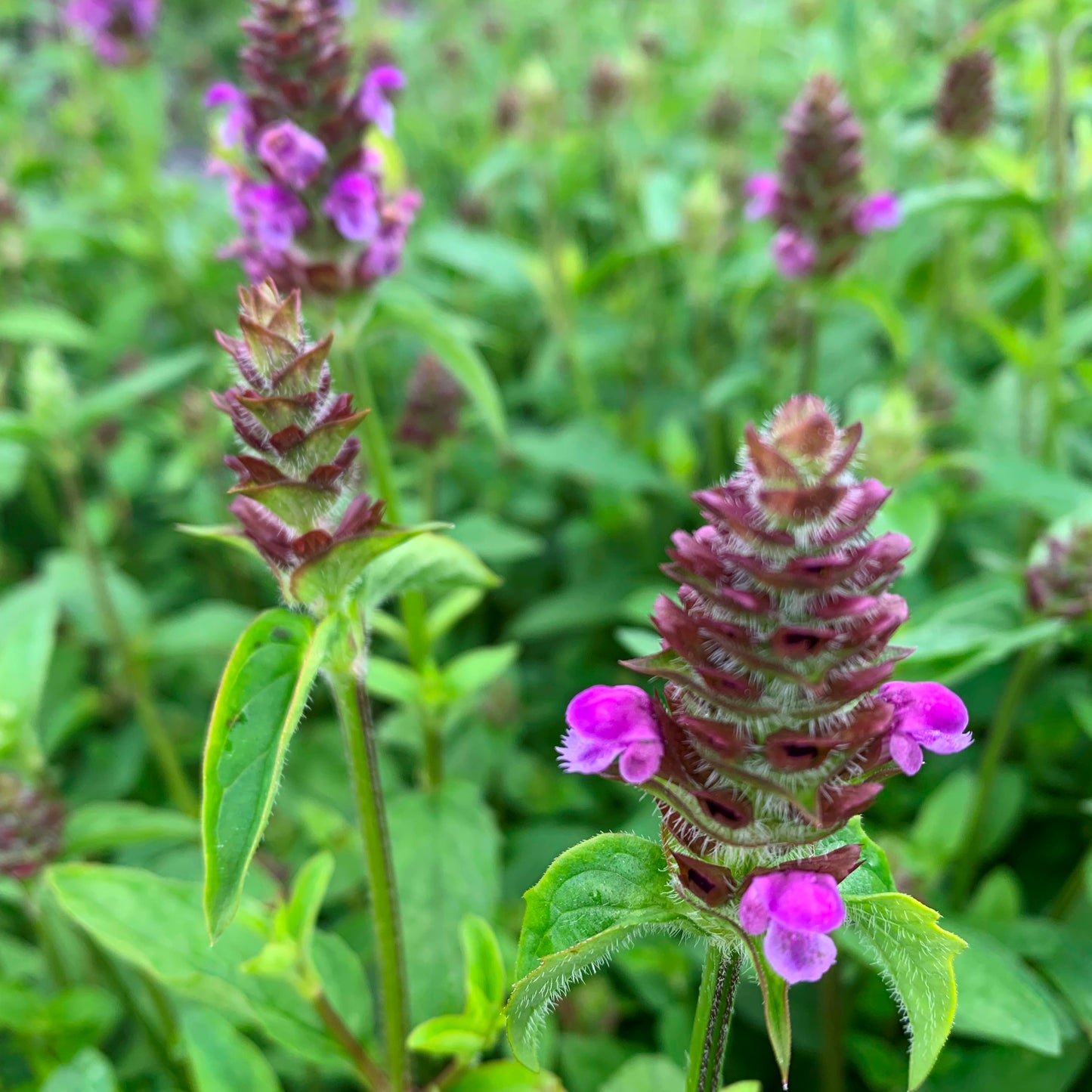 Almindelig brunelle, Prunella vulgaris