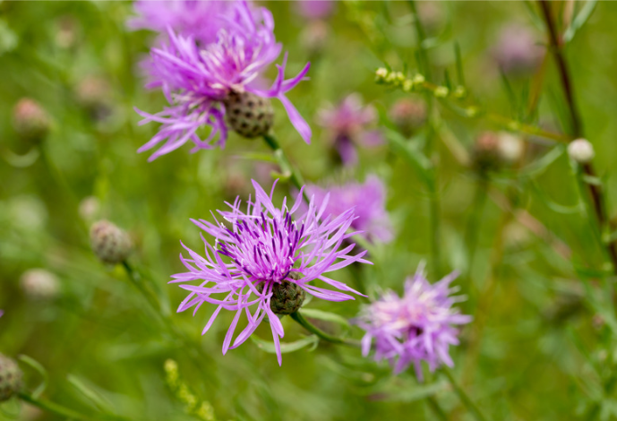 Almindelig knopurt, Centaurea jacea