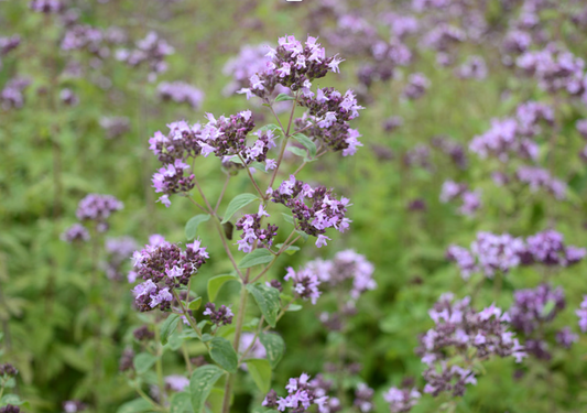 Almindelig merian, Origanum vulgare