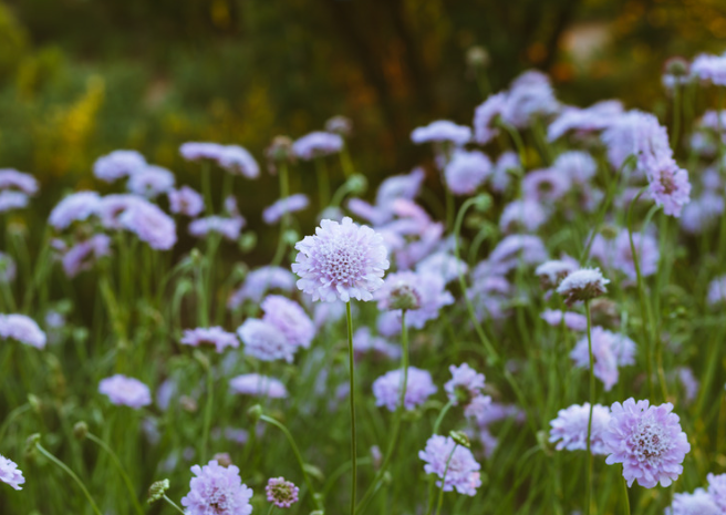 Dueskabiose, Scabiosa columbaria