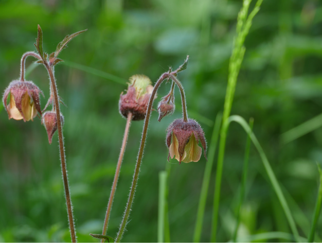 Eng nellikerod, Geum rivale