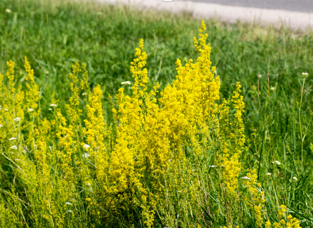 Gul snerre, Galium verum