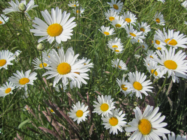 Hvid okseøje, Leucanthemum vulgare