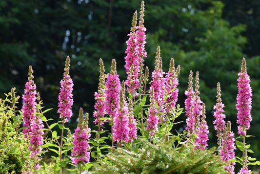 Kattehale, Lythrum salicaria