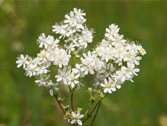 Knoldet mjødurt, Filipendula vulgaris