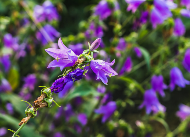 Nældeklokke, Campanula trachelium