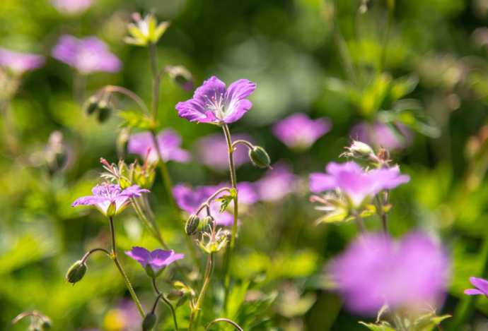 Skovstorkenæb, Geranium sylvaticum