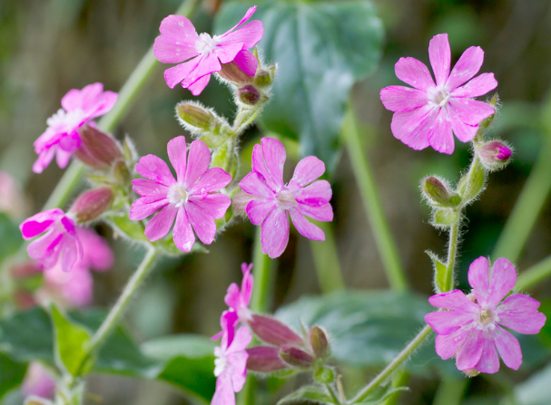 Dagpragtstjerne, Silene dioica