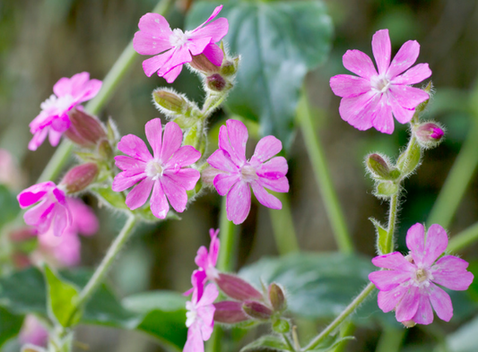 Dagpragtstjerne, Silene dioica