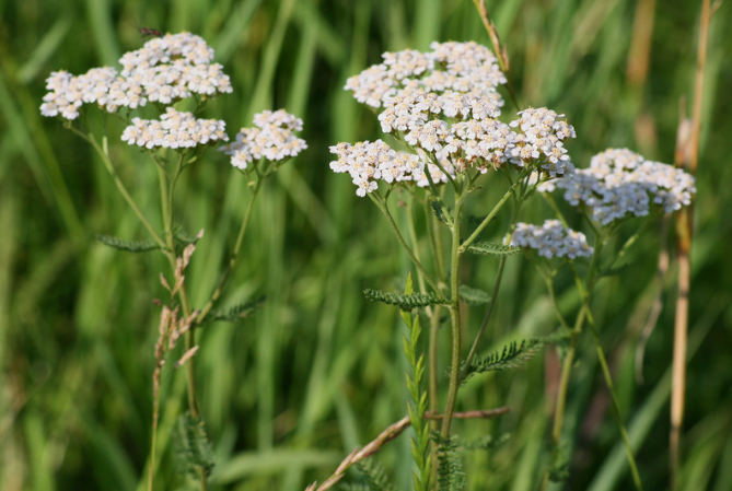 Almindelig røllike, Achillea millefolium