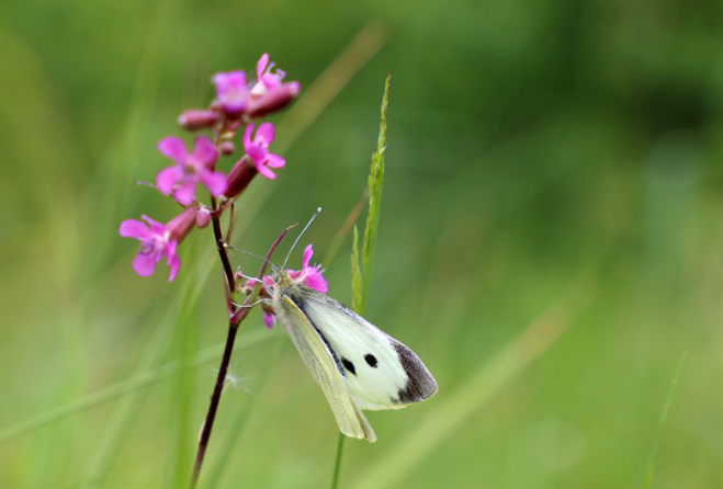 Tjærenellike, Viscaria vulgaris