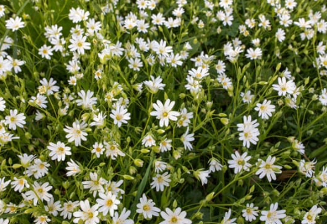 Stor fladstjerne, Stellaria holostea