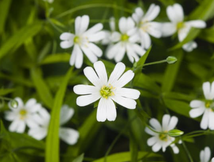 Stor fladstjerne, Stellaria holostea