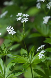 Skovmærke, Galium odoratum