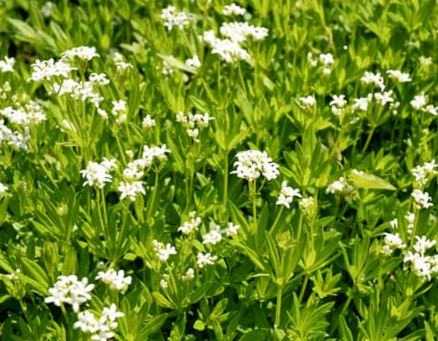 Skovmærke, Galium odoratum