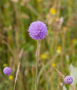 Djævelsbid, Succisa pratensis